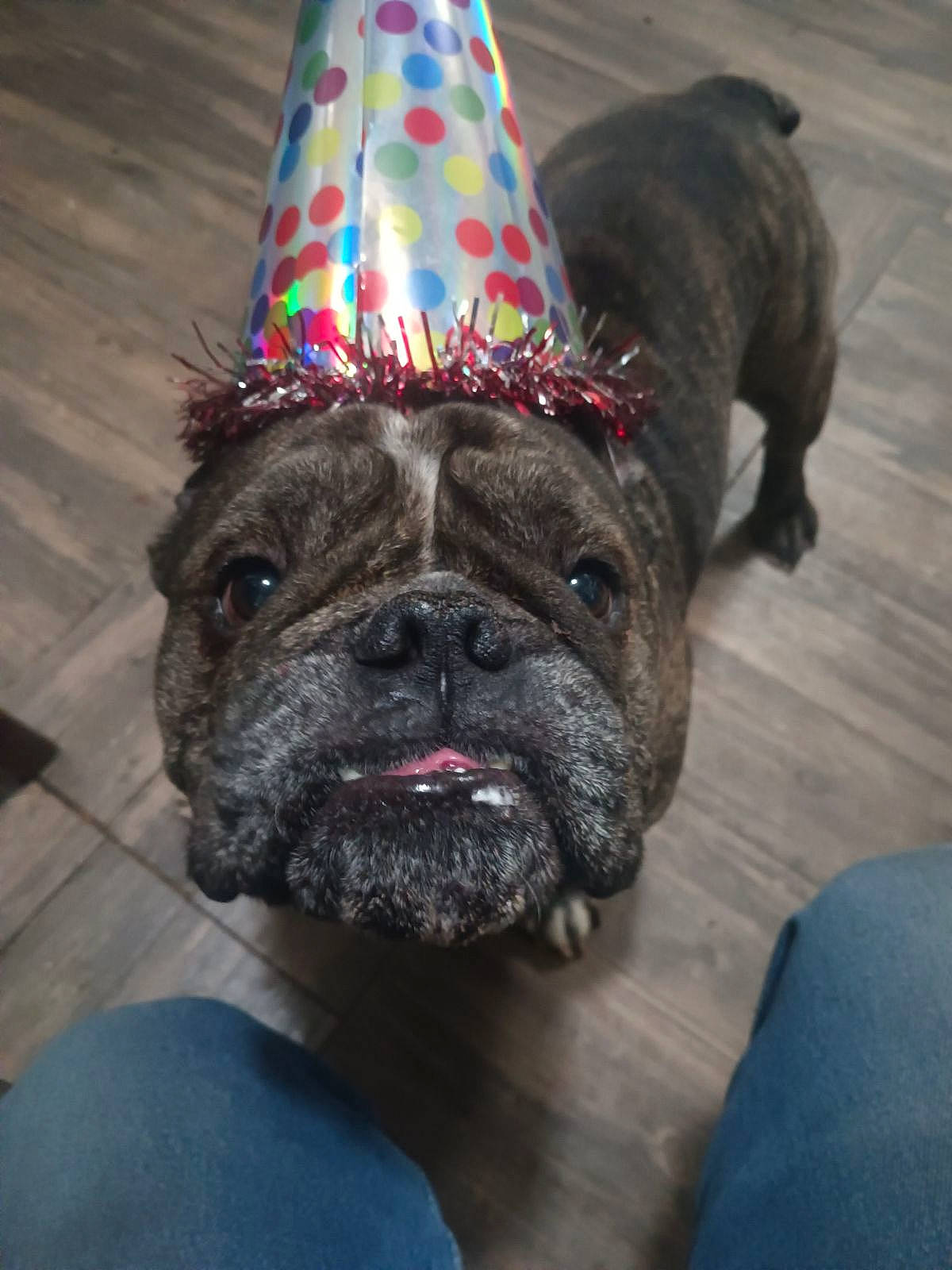 Marco joined the competition — help win amazing prizes! bulldog, canidae, carnivore, collar, companion_dog, cone, dog, dog_breed, dog_collar, fashion_accessory, fawn, french_bulldog, fur, party_hat, snout, sporting_group, toy_dog, whiskers, working_animal, wrinkle