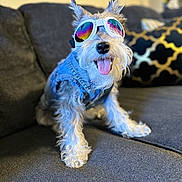 Ivy is registered to the contest to win money with this photo: accessory, couch, cozy, decorative_pillow, denim_jacket, dog, fur, goggles, happy, indoor, living_room, pet, playful, portrait, schnauzer, seated, small_dog, smiling, sunglasses, tongue_out