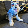 accessory, couch, cozy, decorative_pillow, denim_jacket, dog, fur, goggles, happy, indoor, living_room, pet, playful, portrait, schnauzer, seated, small_dog, smiling, sunglasses, tongue_out