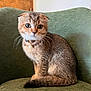 cat, scottish_fold, kitten, collar, bell, chair, green_chair, indoor, pet, fur, whiskers, tail, portrait, sitting, looking_at_camera, curious, round_eyes, cozy, wooden_door, upholstery