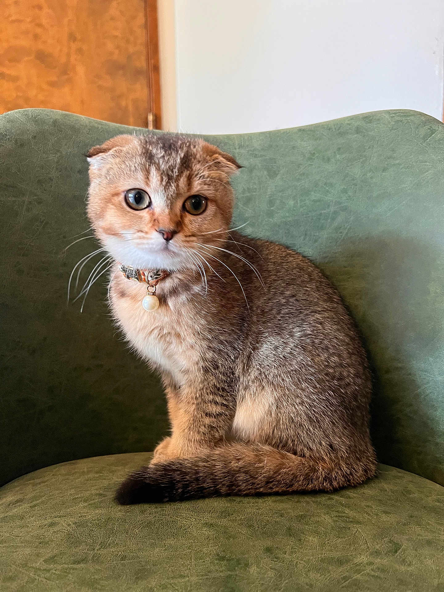 Isla is registered to the contest to win money with this photo: cat, scottish_fold, kitten, collar, bell, chair, green_chair, indoor, pet, fur, whiskers, tail, portrait, sitting, looking_at_camera, curious, round_eyes, cozy, wooden_door, upholstery