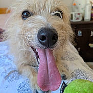 Honey is registered to the contest to win money with this photo: animal, bed, bedroom, black_nose, close_up, cream_coat, cute, dog, fluffy, green_ball, happy, indoors, open_mouth, pet, pink_tongue, playful, portrait, shaggy, sitting, toy