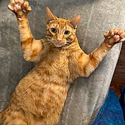 Disney is registered to the contest to win money with this photo: cat, orange_tabby, feline, pet, animal, close_up, portrait, indoors, lying_down, back, raised_paws, paws, toe_beans, pink_paw_pads, whiskers, green_eyes, striped_fur, gray_blanket, couch, funny_pose