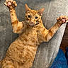 cat, orange_tabby, feline, pet, animal, close_up, portrait, indoors, lying_down, back, raised_paws, paws, toe_beans, pink_paw_pads, whiskers, green_eyes, striped_fur, gray_blanket, couch, funny_pose