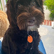 Choco is registered to the contest to win money with this photo: dog, puppy, brown_fur, fluffy, pet, collar, tag, outdoor, porch, grass, animal, cute, close_up, sitting, looking_up, furry, face, nose, ears, eyes