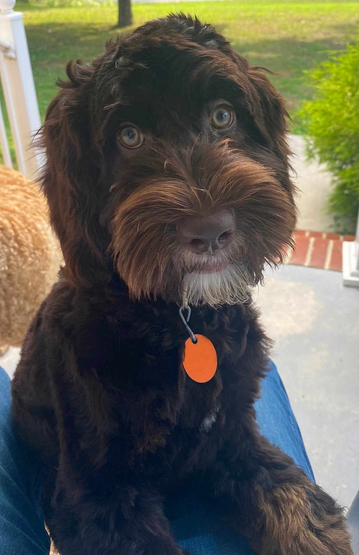 Choco is registered to the contest to win money with this photo: dog, puppy, brown_fur, fluffy, pet, collar, tag, outdoor, porch, grass, animal, cute, close_up, sitting, looking_up, furry, face, nose, ears, eyes