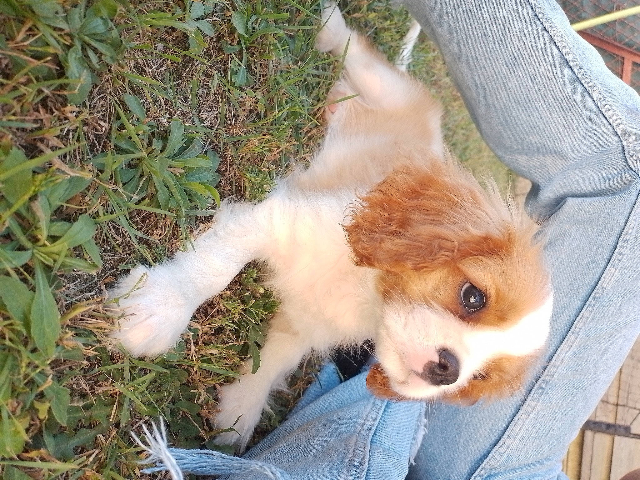 Utha a rejoint le concours — aidez-le/la à gagner de superbes lots ! canidae, carnivore, companion_dog, dog, dog_breed, fawn, fur, german_spitz, grass, herding_dog, plant, pomeranian, puppy, snout, spitz, sporting_group, terrestrial_animal, toy_dog, whiskers, working_animal