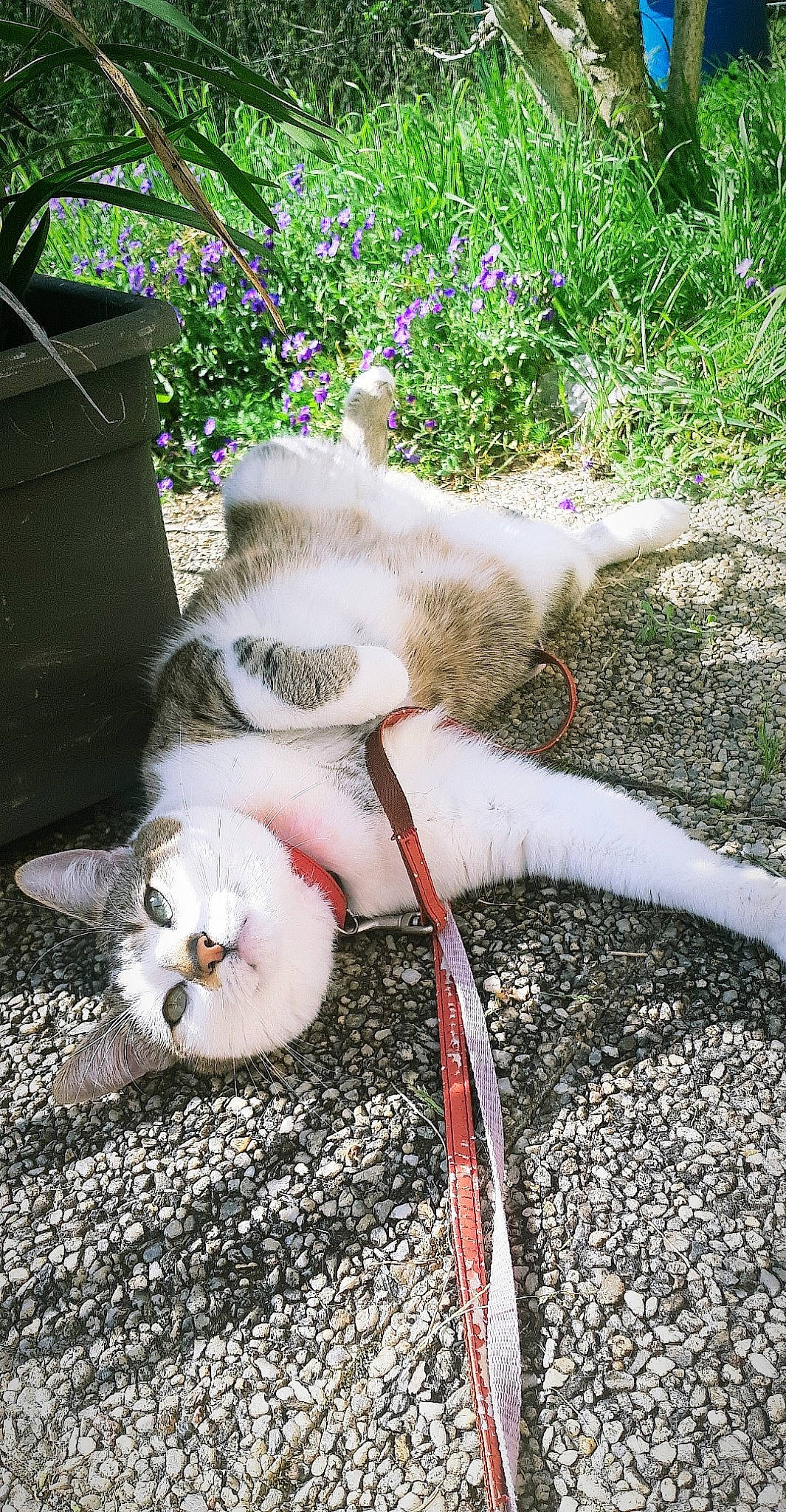 Olly participe au concours pour gagner de l'argent avec cette photo : aegean_cat, carnivore, cat, claw, domestic_short_haired_cat, european_shorthair, fawn, felidae, grass, kitten, paw, polydactyl_cat, small_to_medium_sized_cats, tail, turkish_van, whiskers