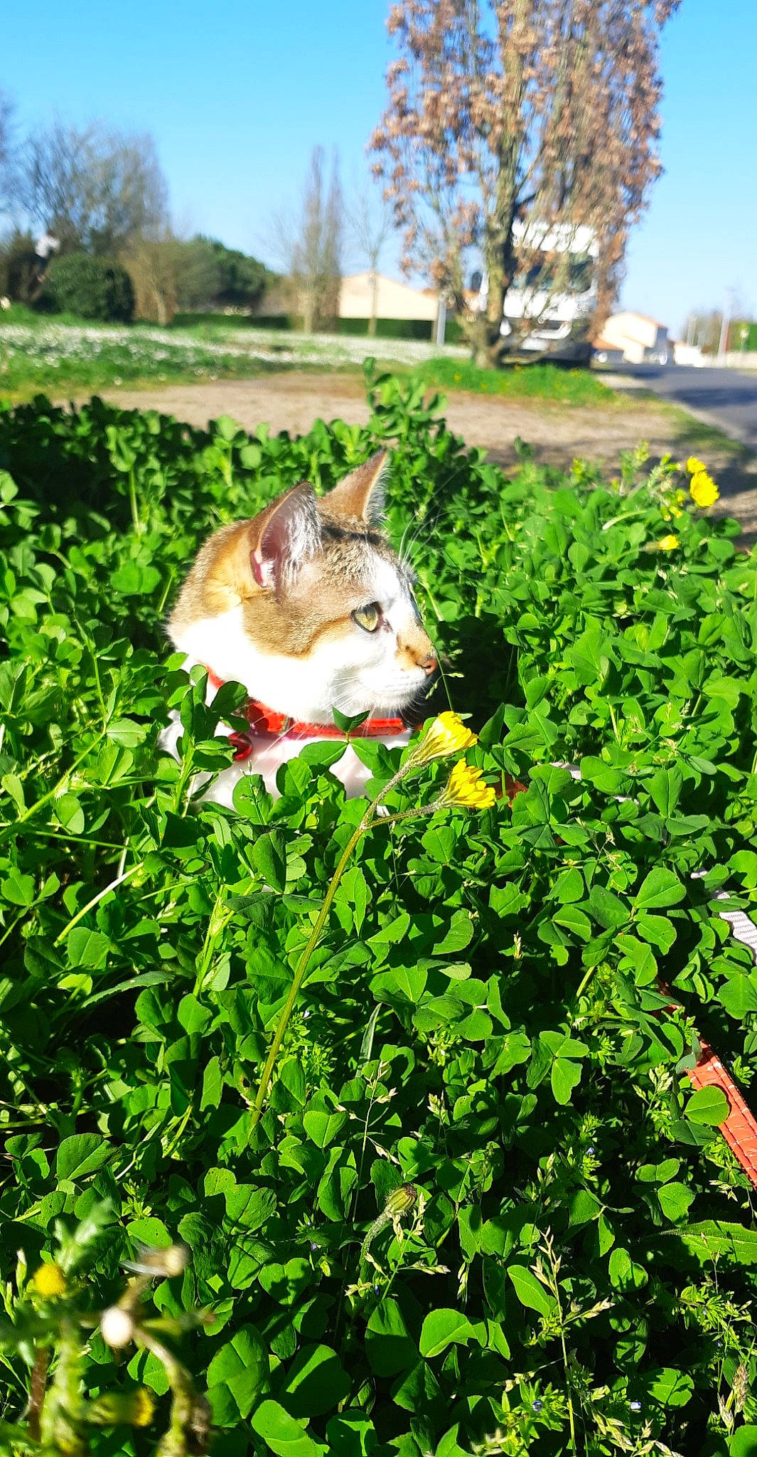 Olly participe au concours pour gagner de l'argent avec cette photo : akita, akita_inu, canidae, carnivore, czechoslovakian_wolfdog, dog, flower, garden, grass, groundcover, herbaceous_plant, leaf_vegetable, plant, saarloos_wolfdog, shrub, siberian_husky, spring, wolf, wolfdog