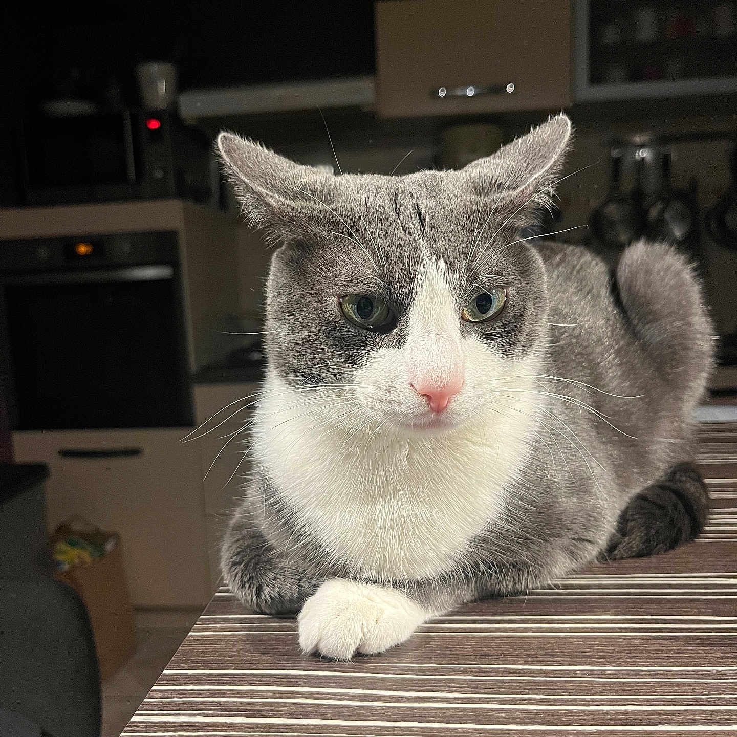 Guizmo a rejoint le concours — aidez-le/la à gagner de superbes lots ! abyssinian, accessories, animal, appliance, bag, cat, device, diningtable, electricaldevice, furniture, handbag, hardwood, indoors, interiordesign, kitten, manx, pet, plywood, table, wood