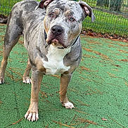 Zyhra a rejoint le concours — aidez-le/la à gagner de superbes lots ! alert, animal, brown, canine, collar, daylight, dog, ears, eyes, fence, grass, gray, green_surface, nature, outdoor, pet, pine_needles, standing, tree, white