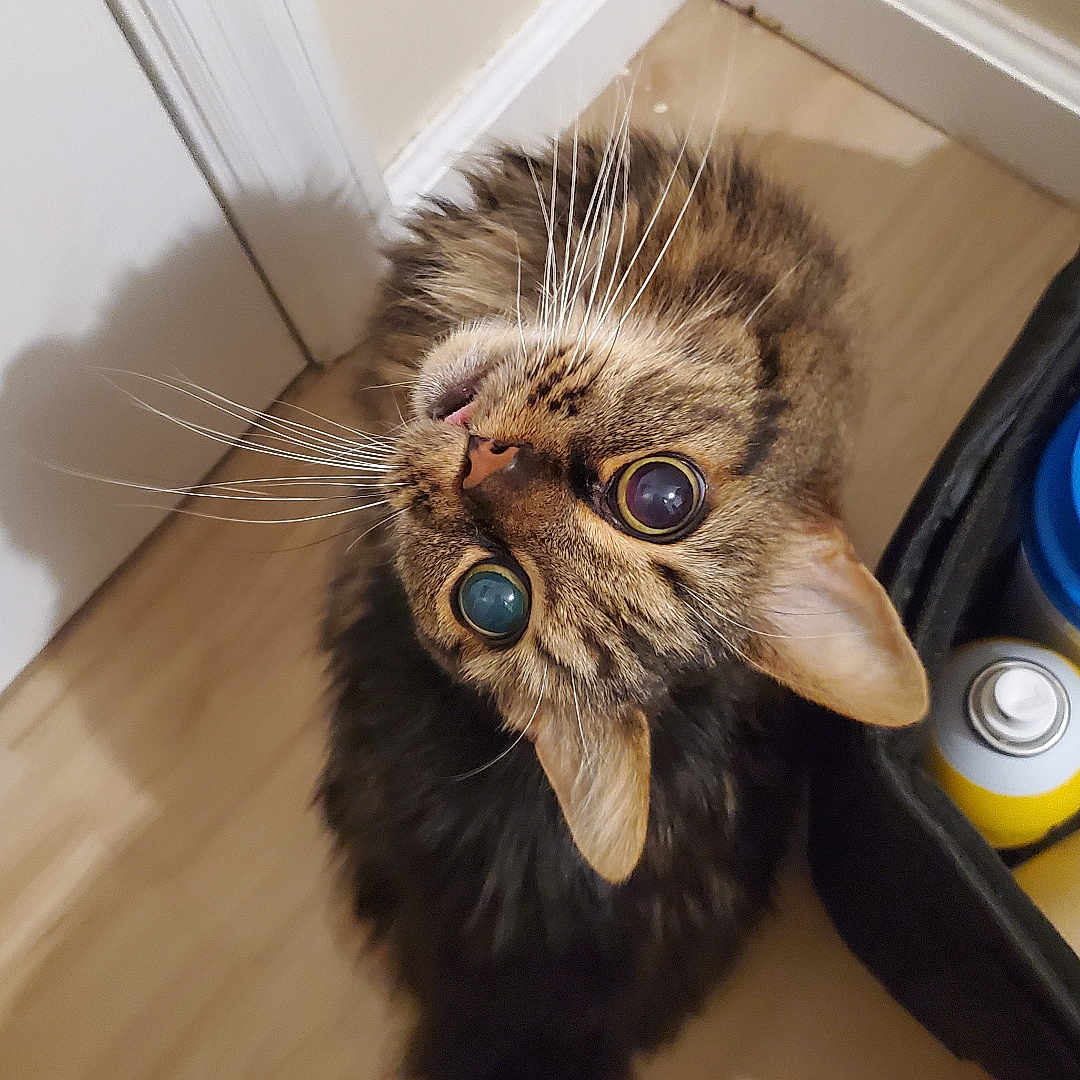 Jake joined the competition — help win amazing prizes! brown_fur, cat, closeup, corner, curious, domestic, ears, feline, household_items, indoor, looking_up, mystical_eyes, pet, shadow, striped_fur, tabby, tail, whiskers, wide_eyes, wooden_floor