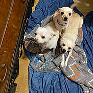 Chia joined the competition — help win amazing prizes! animal, blanket, canine, collar, companion, cozy, cute, dog, eyes, fabric, floor, foot, fur, group, home, indoor, pet, resting, small_dog, wooden_dresser