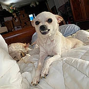 Carly is registered to the contest to win money with this photo: chihuahua, dog, puppy, white_dog, small_dog, pet, animal, grinning, teeth, portrait, bed, blanket, bedroom, sleeping_dog, companion, indoor, cuddly, funny, closeup, home