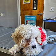 Willow is registered to the contest to win money with this photo: puppy, dog, animal, pet, fluffy, white, red_clothing, veterinary_clinic, metal_table, indoor, door, poster, leash, resting, cute, small_dog, fur, waiting_room, shy, tired