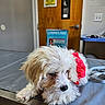 puppy, dog, animal, pet, fluffy, white, red_clothing, veterinary_clinic, metal_table, indoor, door, poster, leash, resting, cute, small_dog, fur, waiting_room, shy, tired