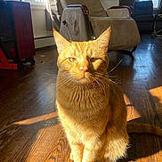 Pickles is registered to the contest to win money with this photo: cat, orange_tabby, pet, animal, indoor, wooden_floor, sunlight, chair, furniture, window, shadow, whiskers, ears, tail, domestic_cat, relaxed, home, cozy, floor, natural_light