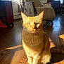 cat, orange_tabby, pet, animal, indoor, wooden_floor, sunlight, chair, furniture, window, shadow, whiskers, ears, tail, domestic_cat, relaxed, home, cozy, floor, natural_light