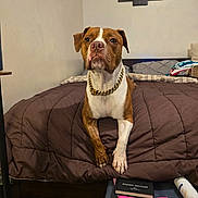 King is registered to the contest to win money with this photo: bed, bedroom, blanket, book, brown_white_coat, collar, cozy, curious, dog, elephant_painting, furniture, gold_chain, indoor, looking_up, nightstand, paws, pet, pitbull, portrait, wall_art