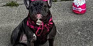 Khloe is registered to the contest to win money with this photo: accessory, animal, birthday, birthday_cake, black_dog, celebration, concrete, costume, cute, dog, french_bulldog, funny, outdoor, party_hat, pet, pink, plush_toy, portrait, scarf, sitting