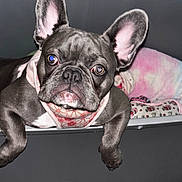 Khloe is registered to the contest to win money with this photo: animal, blanket, canine, close_up, cute, dog, domestic_animal, ears, floor, french_bulldog, fur, gray_container, harness, indoor, looking_at_camera, paw, pet, portrait, resting, snout