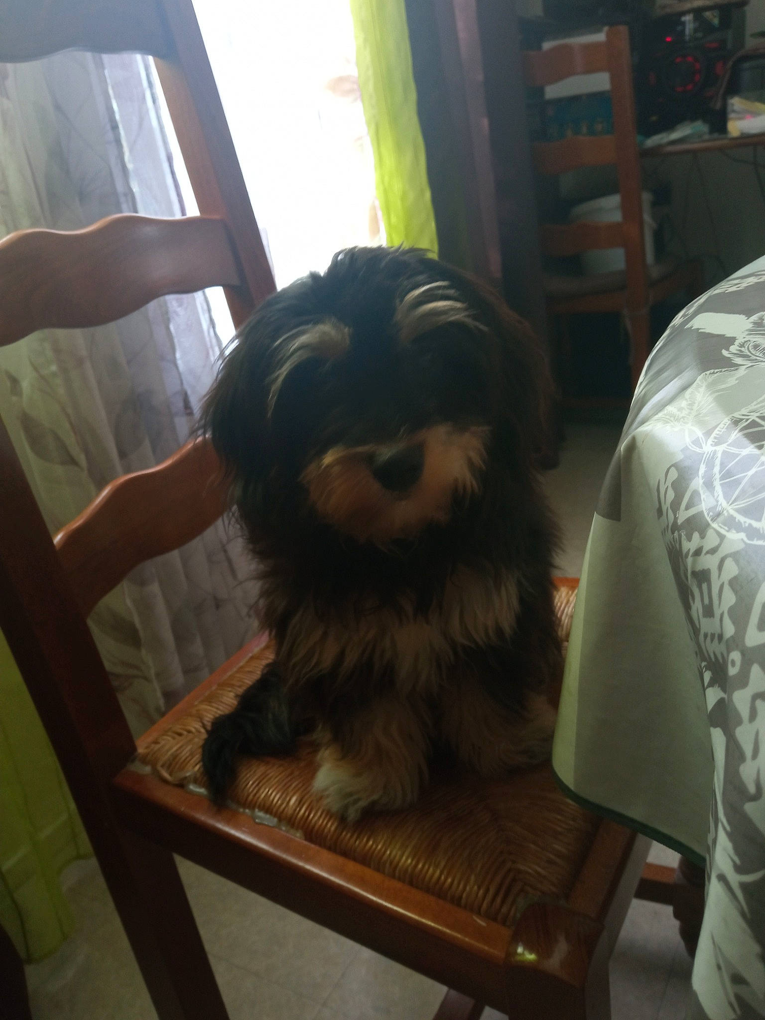 Mady participe au concours pour gagner de l'argent avec cette photo : art, beard, canidae, carnivore, companion_dog, dog_breed, facial_hair, flooring, fun, fur, hardwood, hat, mirror, personal_protective_equipment, room, sporting_group, visual_arts, window, wood