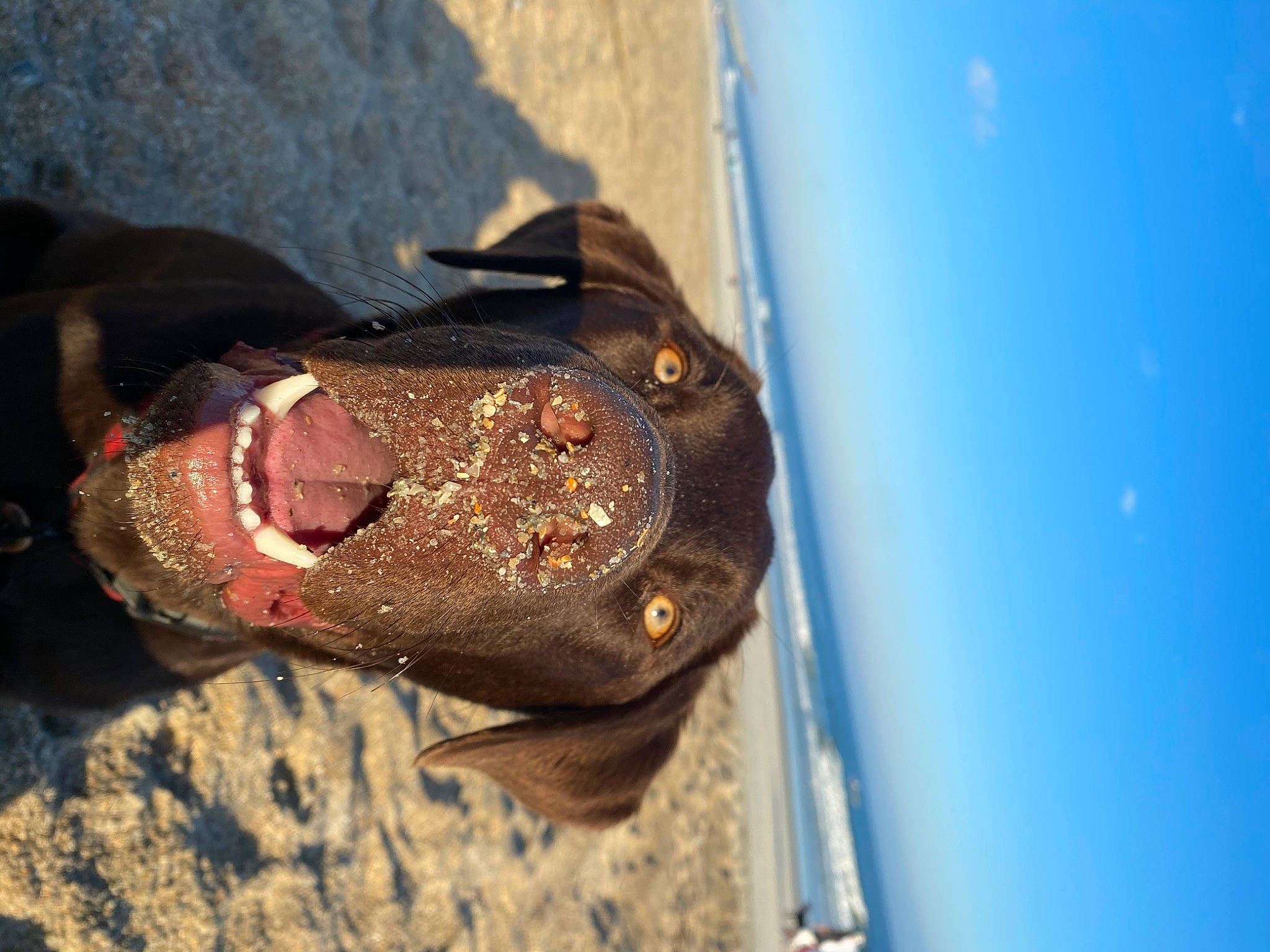 Brewer joined the competition — help win amazing prizes! beach, electric_blue, eyewear, fashion_accessory, helmet, landscape, nail, personal_protective_equipment, reptile, soil, sunglasses, terrestrial_animal, water, wood