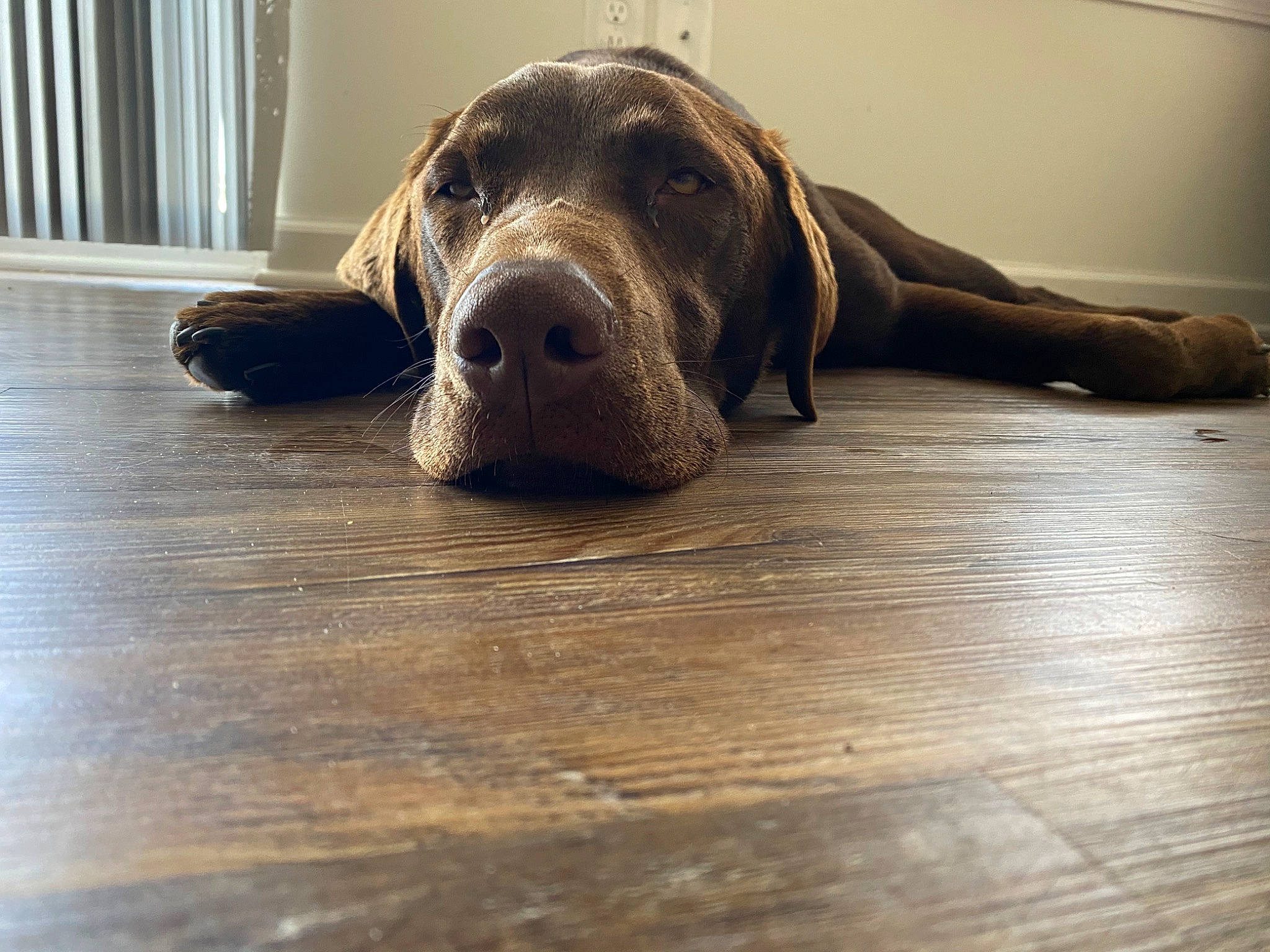 Brewer joined the competition — help win amazing prizes! carnivore, comfort, companion_dog, dog, dog_breed, door_mat, fawn, floor, flooring, hardwood, laminate_flooring, liver, plank, terrestrial_animal, varnish, whiskers, wood, wood_flooring, wood_stain, working_animal