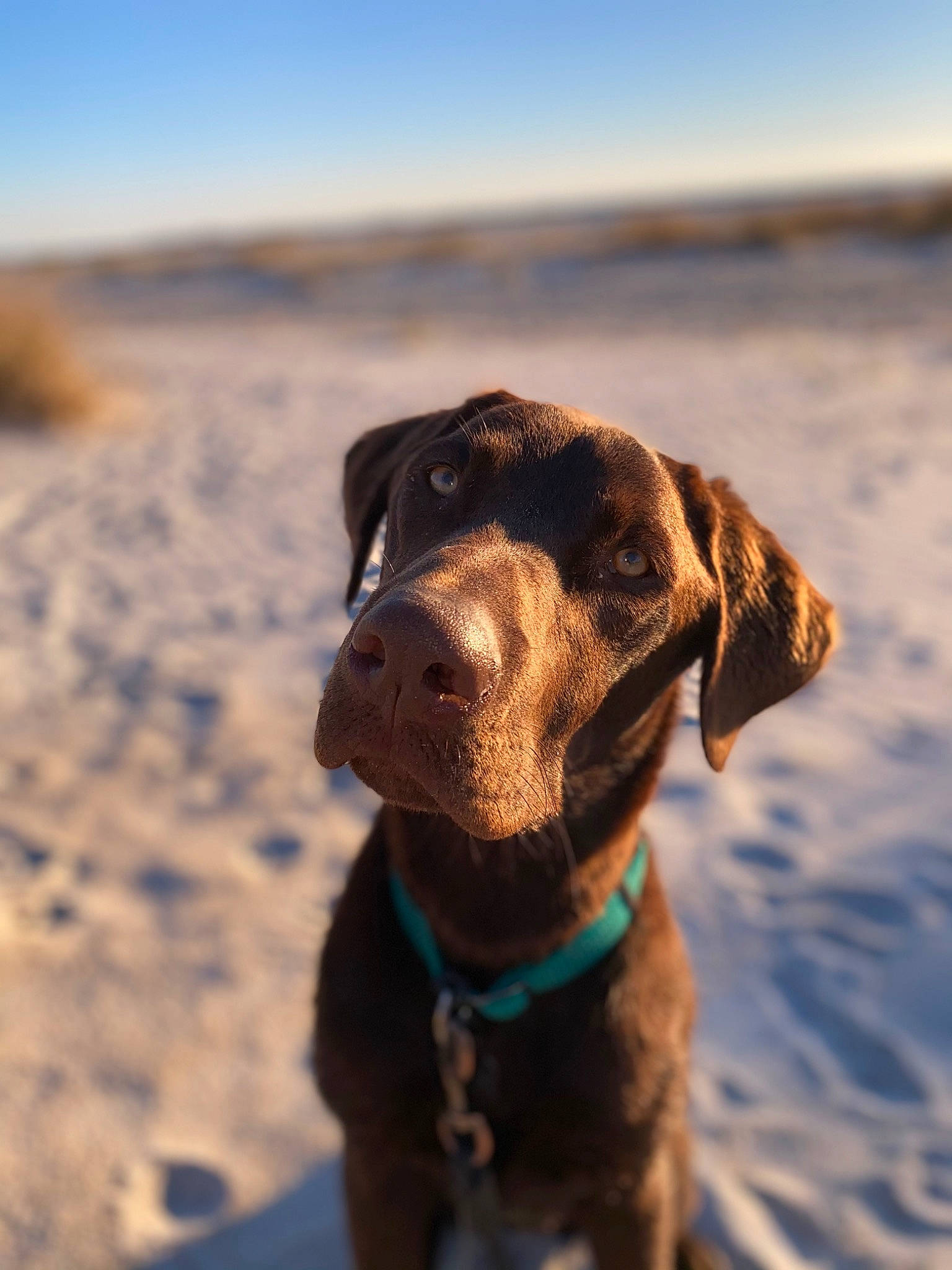 Brewer joined the competition — help win amazing prizes! beach, carnivore, cloud, collar, companion_dog, dog, dog_breed, dog_collar, dog_supply, fawn, landscape, leash, liver, personal_protective_equipment, pet_supply, pointing_breed, retriever, sky, snout, working_animal