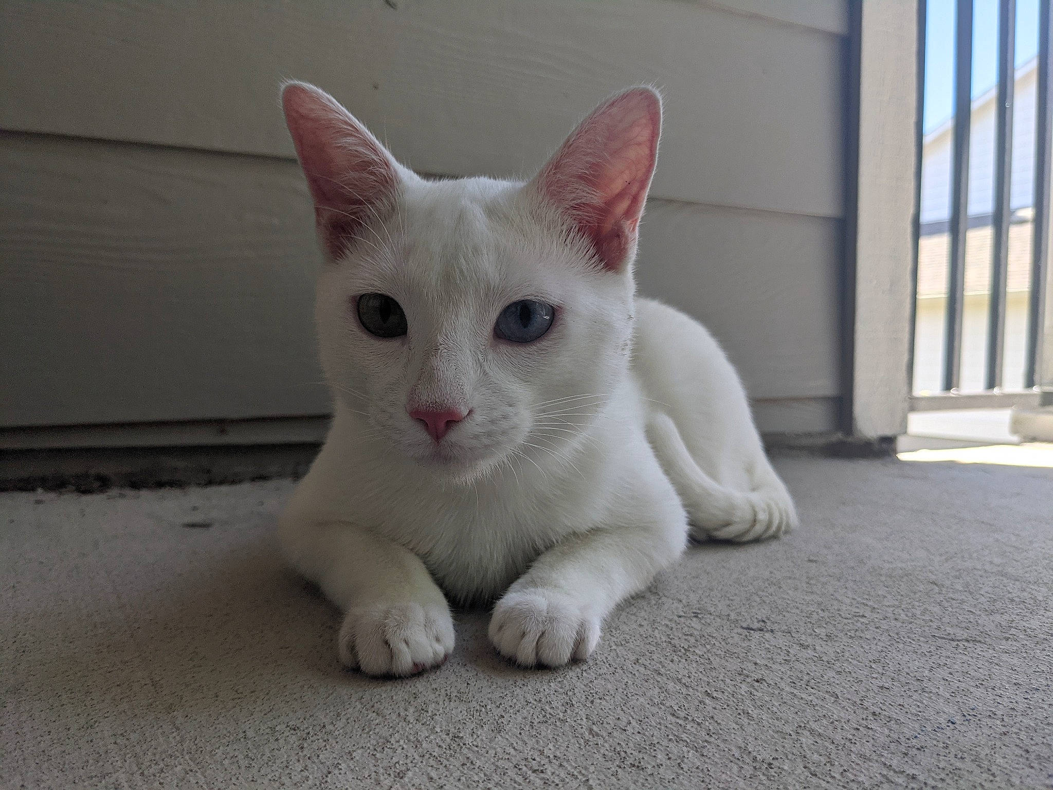 Casper joined the competition — help win amazing prizes! carnivore, cat, claw, domestic_short_haired_cat, eye, fawn, felidae, flooring, foot, fur, paw, small_to_medium_sized_cats, snout, tail, whiskers