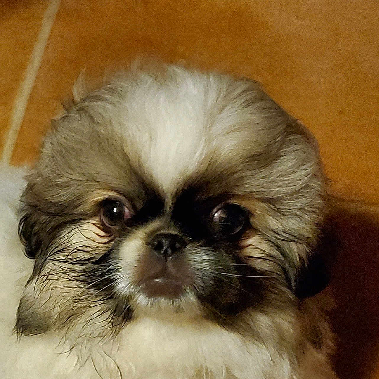 Wicket