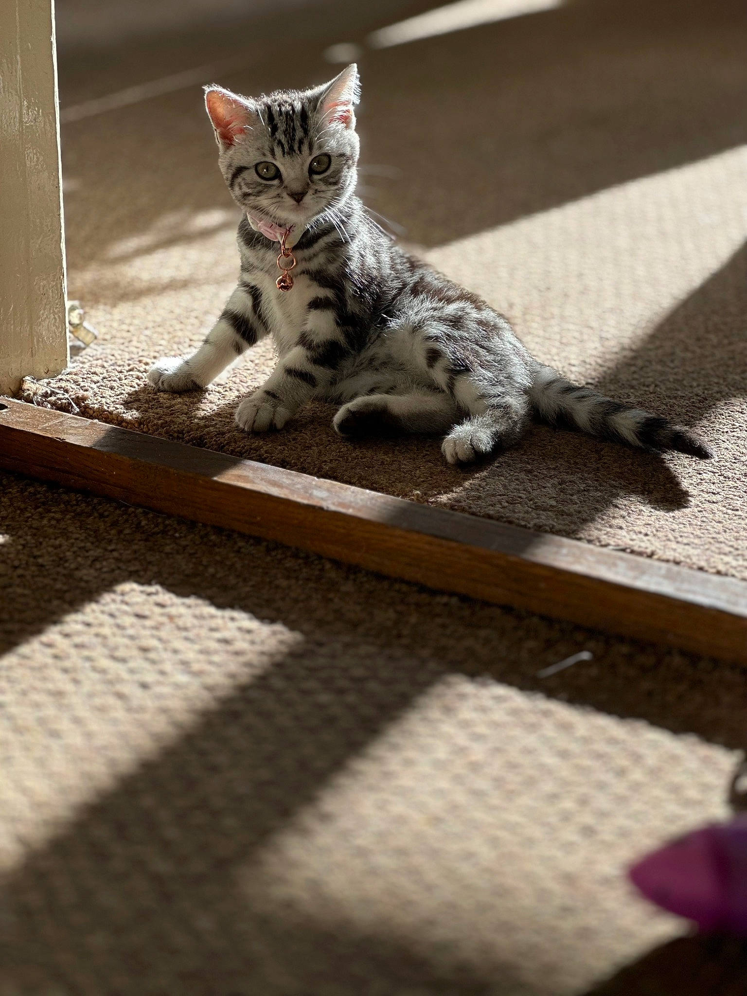 Echo is registered to the contest to win money with this photo: carnivore, cat, claw, domestic_short_haired_cat, felidae, floor, flooring, fur, grey, hardwood, metal, pattern, paw, rectangle, room, small_to_medium_sized_cats, tail, terrestrial_animal, whiskers, wood