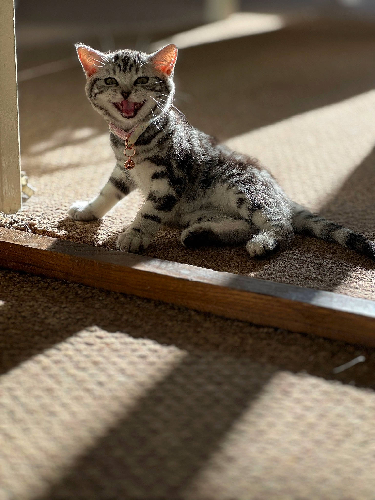 Echo joined the competition — help win amazing prizes! art, carnivore, cat, claw, domestic_short_haired_cat, felidae, flooring, fur, grey, hardwood, paw, rectangle, small_to_medium_sized_cats, tail, terrestrial_animal, whiskers, wildlife, wood