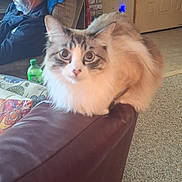 Ollie is registered to the contest to win money with this photo: beard, carpet, cat, couch_arm, cozy, curiosity, door, fireplace, fluffy_cat, glasses, green_bottle, holiday_stockings, home_interior, indoor, man, person, pet, pillow, sofa, wide_eyes