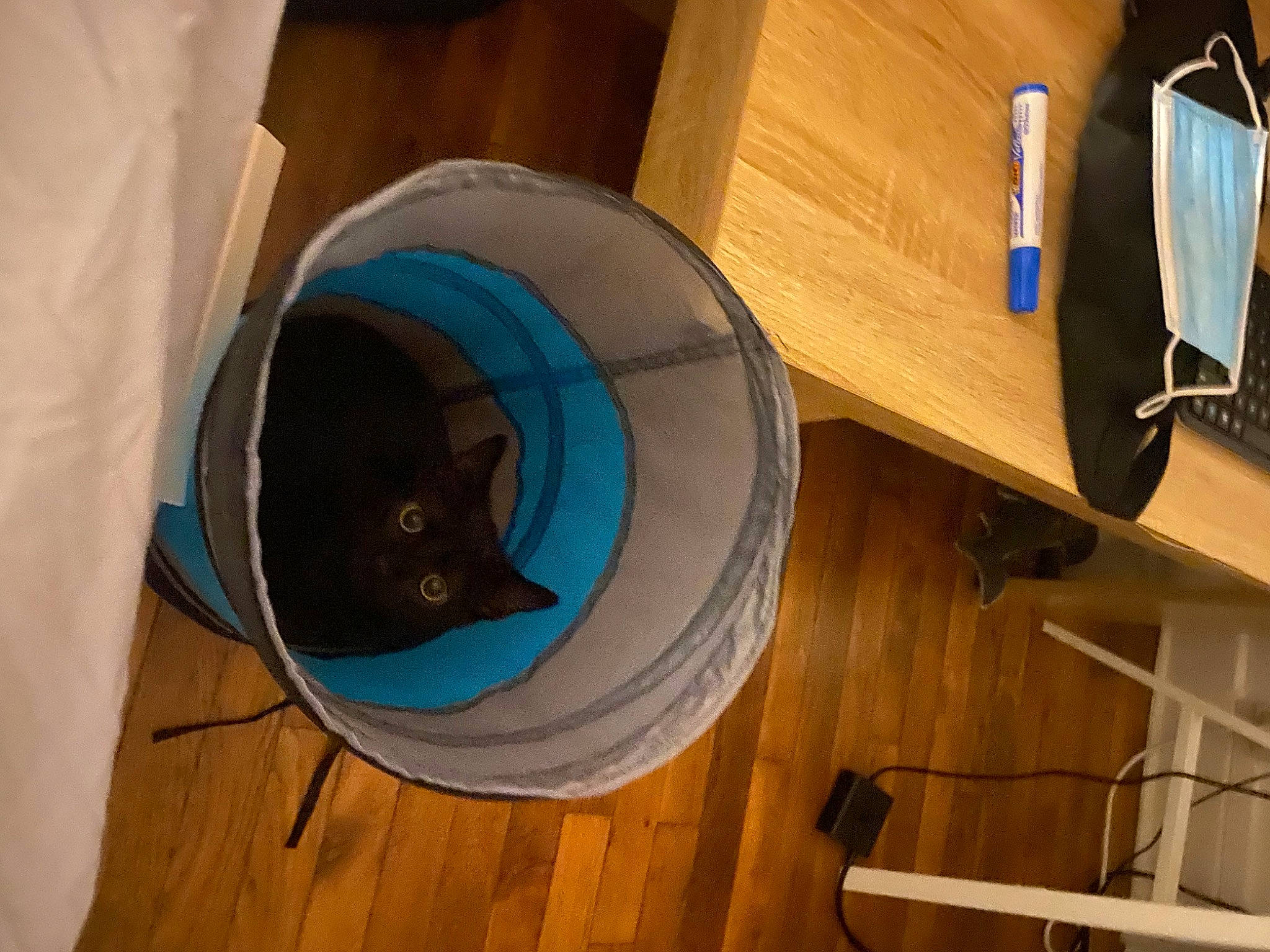 Lucien participe au concours pour gagner de l'argent avec cette photo : cat, cat_supply, chair, circle, comfort, computer_desk, desk, drawer, electric_blue, felidae, flooring, furniture, hardwood, office_chair, office_supplies, plywood, room, table, wood, wood_stain