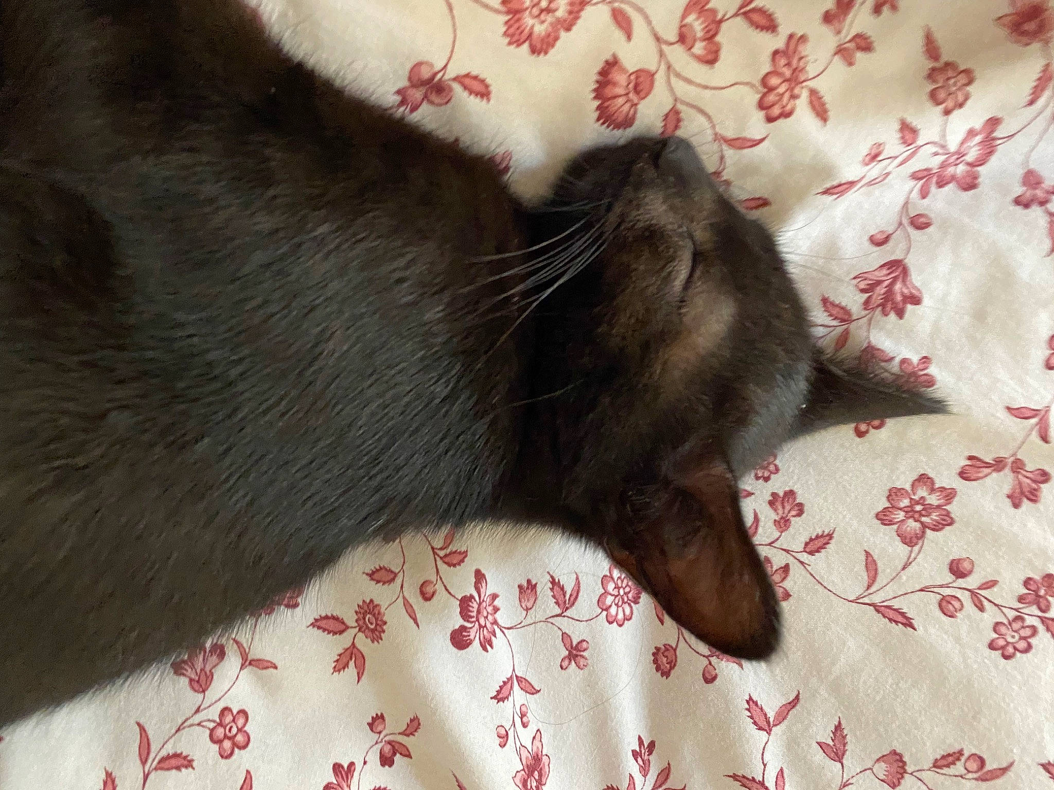 Lucien a rejoint le concours — aidez-le/la à gagner de superbes lots ! black_cat, carmine, carnivore, cat, claw, comfort, domestic_short_haired_cat, felidae, fur, linens, nap, pattern, paw, small_to_medium_sized_cats, tail, textile, whiskers, white