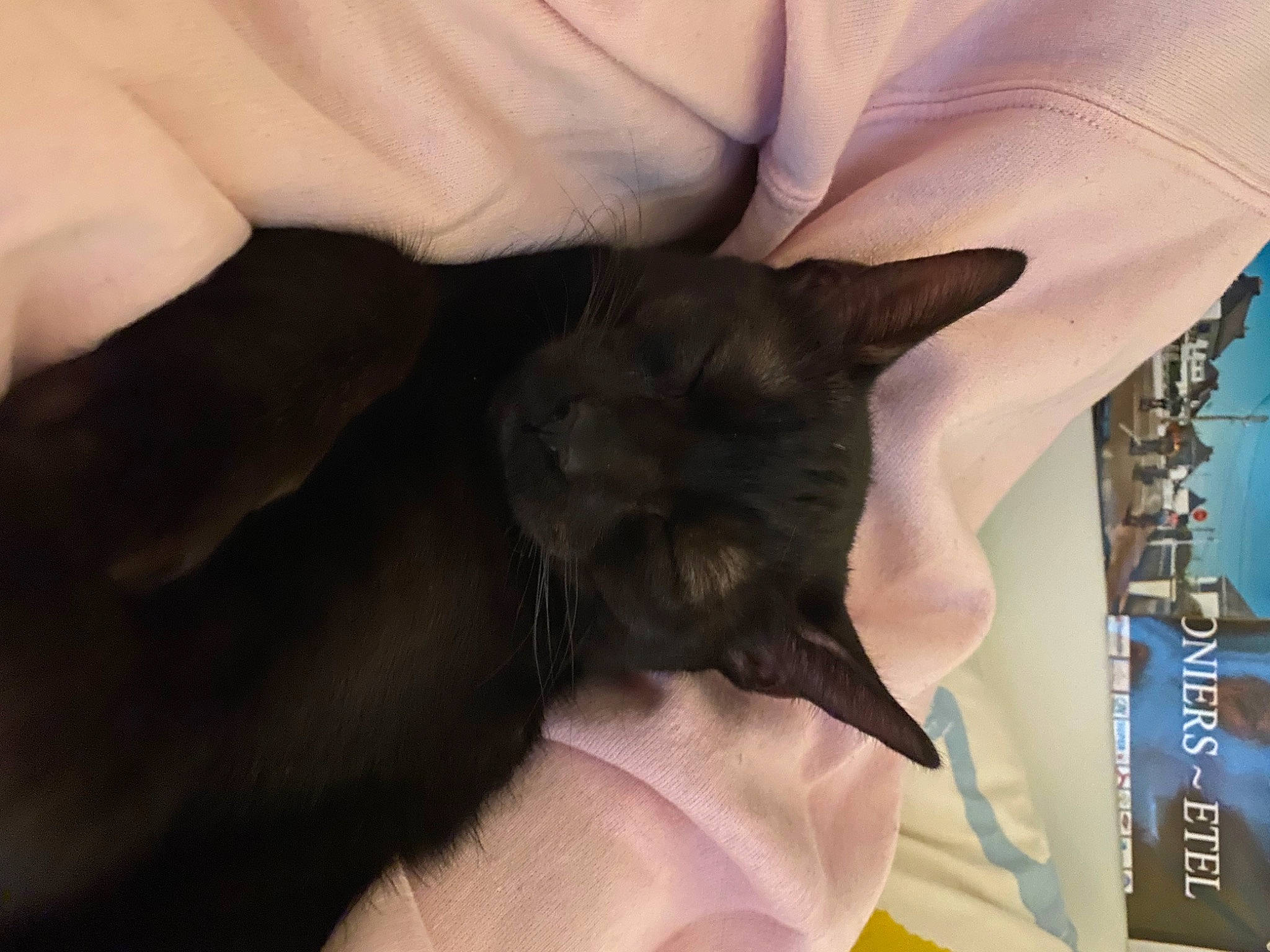 Lucien participe au concours pour gagner de l'argent avec cette photo : black_cat, carnivore, cat, claw, comfort, domestic_short_haired_cat, ear, elbow, electric_blue, felidae, fur, gesture, mammal, nail, nap, small_to_medium_sized_cats, tail, thumb, whiskers, wrist