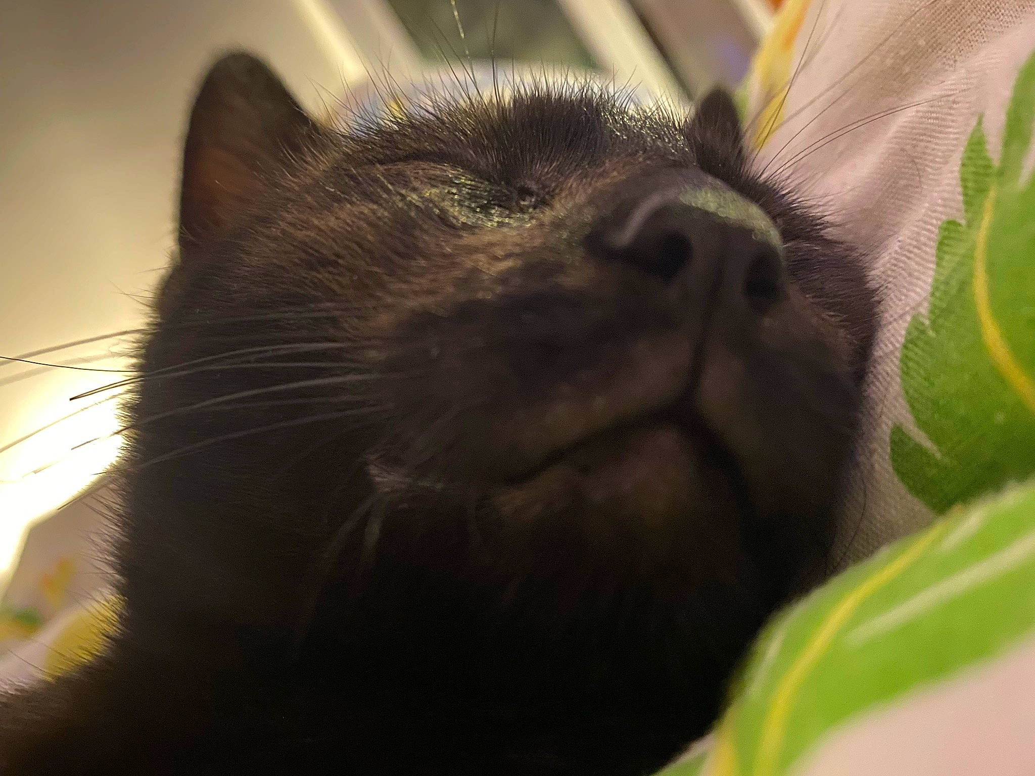 Lucien participe au concours pour gagner de l'argent avec cette photo : black_cat, carnivore, cat, chartreux, claw, close_up, comfort, domestic_short_haired_cat, ear, felidae, fur, grass, nap, paw, small_to_medium_sized_cats, snout, tail, terrestrial_animal, whiskers, wildlife