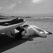 George joined the competition — help win amazing prizes! cat, beach, surfboard, sand, animal, relaxing, outdoor, sunlight, waves, sky, clouds, coast, nature, vacation, sea, pet, feline, summer, shore, leisure