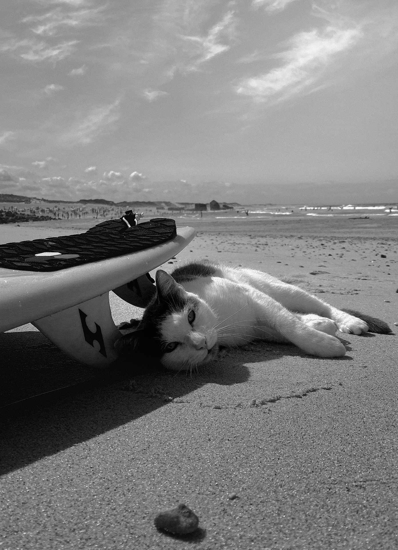 George joined the competition — help win amazing prizes! cat, beach, surfboard, sand, animal, relaxing, outdoor, sunlight, waves, sky, clouds, coast, nature, vacation, sea, pet, feline, summer, shore, leisure