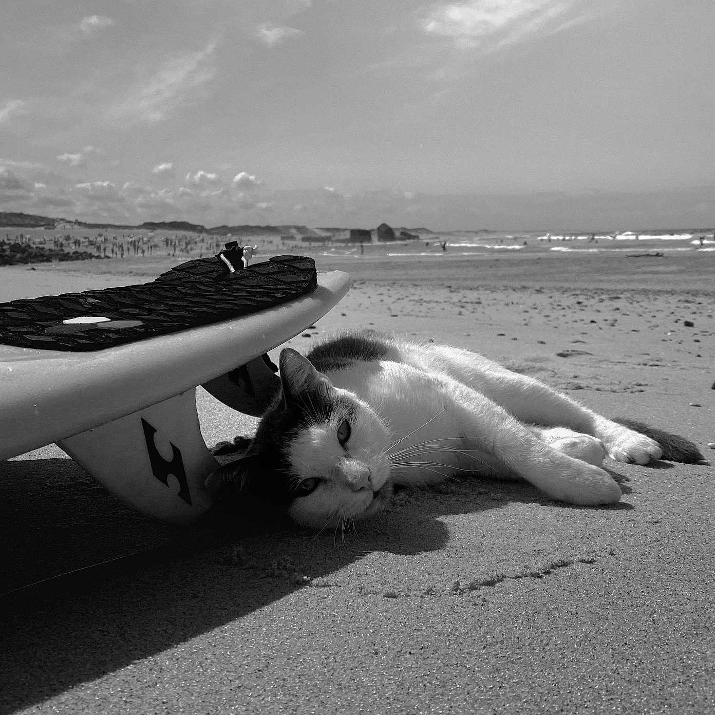 George participe au concours pour gagner de l'argent avec cette photo : animal, beach, cat, clouds, coast, feline, leisure, nature, outdoor, pet, relaxing, sand, sea, shore, sky, summer, sunlight, surfboard, vacation, waves