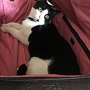 Sebastian joined the competition — help win amazing prizes! animal, black_and_white, cat, closeup, collar, curious, domestic, fabric, fur, green_eyes, household, indoor, pet, pink, relaxed, resting, suitcase, travel_bag, whiskers, zipper