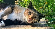 Frida Kahtlo is registered to the contest to win money with this photo: cat, calico_cat, outdoor, sunlight, concrete, grass, greenery, plants, nature, pet, animal, relaxed, lying_down, close_up, face, whiskers, playful, eye, nose, garden