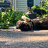 cat, calico_cat, sunlight, outdoor, garden, plants, concrete_path, relaxing, nature, backyard, feline, pet, animal, daylight, greenery, resting, summer, shadow, flora, peaceful