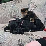 Frida Kahtlo joined the competition — help win amazing prizes! dog, kitten, couch, floral_pattern, sleeping, pet, indoor, box, home, black_dog, calico_kitten, resting, animal, furniture, person_knee, casual, cute, small_pet, companion, cozy