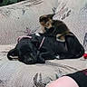 dog, kitten, couch, floral_pattern, sleeping, pet, indoor, box, home, black_dog, calico_kitten, resting, animal, furniture, person_knee, casual, cute, small_pet, companion, cozy