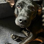 Princess Zelda is registered to the contest to win money with this photo: dog, black_dog, pet, animal, close_up, face, ears, paw, resting, indoor, furniture, fabric, texture, curious, light, shadow, canine, companion, relaxed, portrait