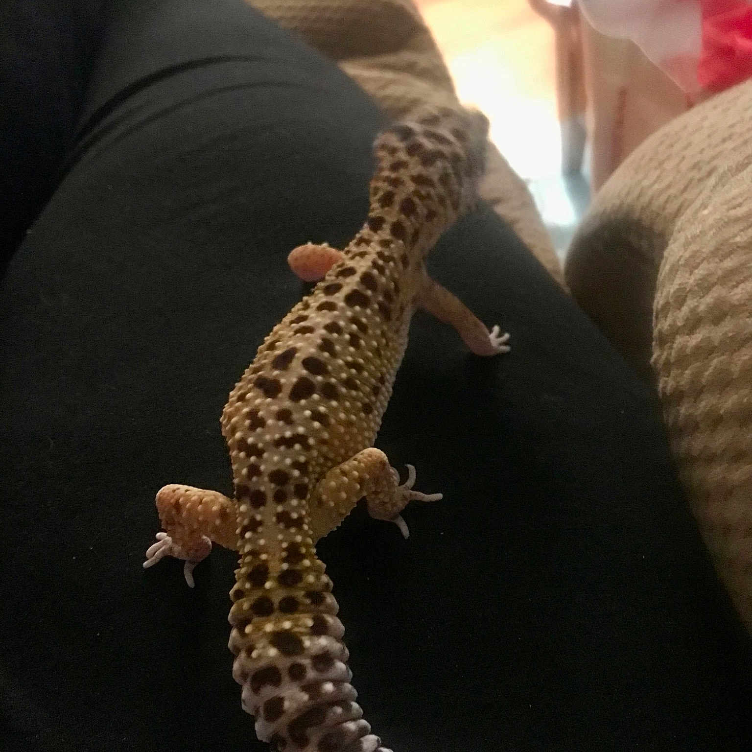 Tyson is registered to the contest to win money with this photo: amphibian, claw, comfort, felidae, fur, gecko, giraffe, heloderma, human_leg, knee, leopard, lizard, reptile, scaled_reptile, serpent, tail, terrestrial_animal, thigh, wildlife, wrist