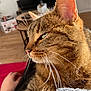 Harley participe au concours pour gagner de l'argent avec cette photo : cat, tabby, whiskers, close_up, indoor, pet, feline, fur, animal, domestic, relaxed, side_view, human_hand, wood_floor, table, plant, cozy, home, daylight, blurred_background