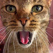 Harley participe au concours pour gagner de l'argent avec cette photo : cat, tabby, close_up, whiskers, mouth_open, tongue, fur, animal, pet, indoor, pink_background, face, ears, eyes, nose, cute, feline, portrait, expression, mammal